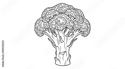 Broccoli Vegetable Healthy Food Main Subject.