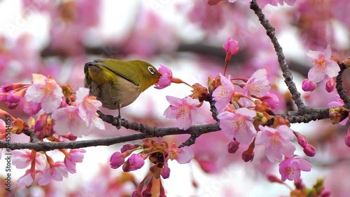 4k 目白と河津桜