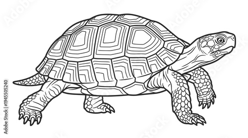 Tortoise walking on ground slowly alone.