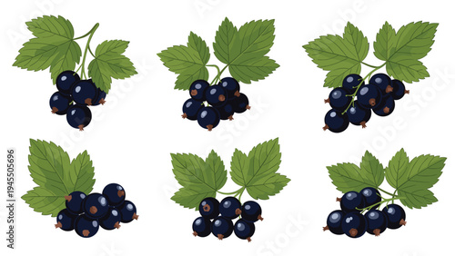 Black currant berry bunches with green leaves for summer fruit harvest and natural juice or jam packaging illustrations.