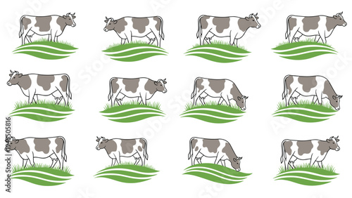 Holstein dairy cows grazing on green grass hills for organic farming and fresh milk production advertising materials.