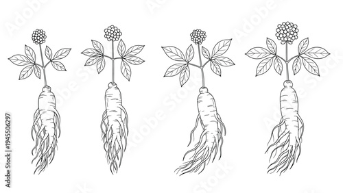 Detailed black and white sketches of ginseng plants with intricate root systems and leaf structures on white background.