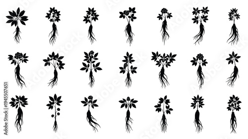 Silhouettes of different ginseng plants showing their unique leaf shapes and complex root structures in black.