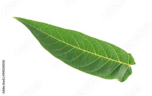 Green leaf on white background