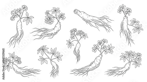 Detailed black and white line art illustrations of ginseng roots with leaves and small berries shown in various natural growth poses.