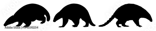 Pangolin set with solid black silhouette in defensive walking stance featuring rare pangolin, endangered wildlife, conservation icon with white background and black outline
