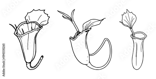 Venus flytrap set with hand-drawn scientific illustration featuring carnivorous plant, botanical anatomy, white background with detailed and line art