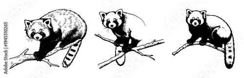 Red panda set with detailed woodcut illustration featuring rare wildlife, vintage style, nature art with a white background and tree branch