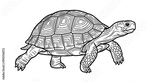 Detailed illustration of a walking turtle.