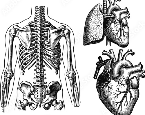 Detailed illustration of human skeleton and heart with lung anatomy on white background