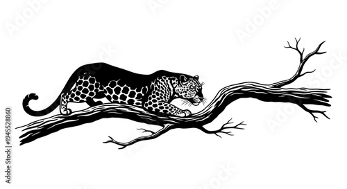 Monochrome Illustration of a Leopard Walking on a Branch.