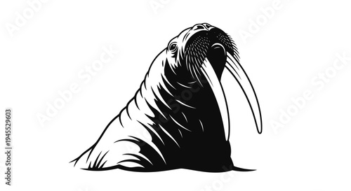 Monochrome illustration of a walrus with long tusks on white.