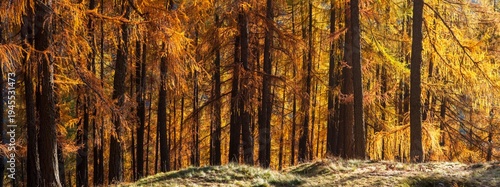 Sunlit larch trees in autumn colors, with a grassy forest floor. Rabbi valley,Stelvio National Park,Trentino,Italy