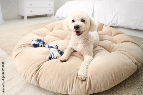 Cute poodle dog with toy ly...