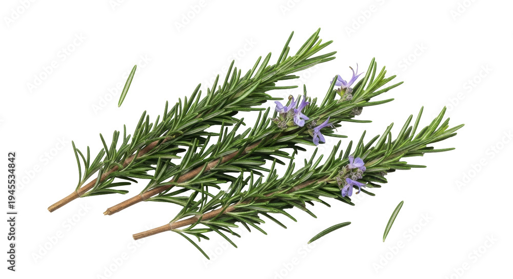 Fototapeta premium Rosemary sprigs with purple flowers isolated PNG, aromatic herb on transparent background for cooking, seasoning, and culinary design