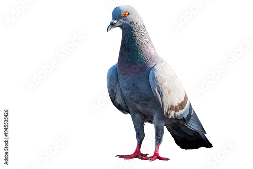 Front view of common pigeon standing isolated on transparent background. Detailed grey feathers with iridescent neck plumage and bright orange eye. High quality studio shot for nature design. PNG