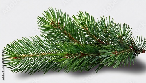 Christmas Green Pine Branch Isolated On Transparent Background With Natural Texture