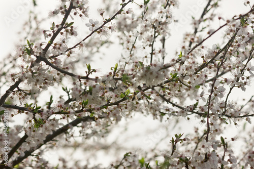 Spring cherry blossoms. Flowering tree branch with white flowers.