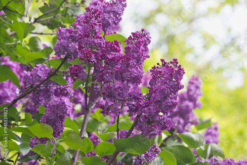 Flowering purple lilac bush close-up. Flowering lilac bush