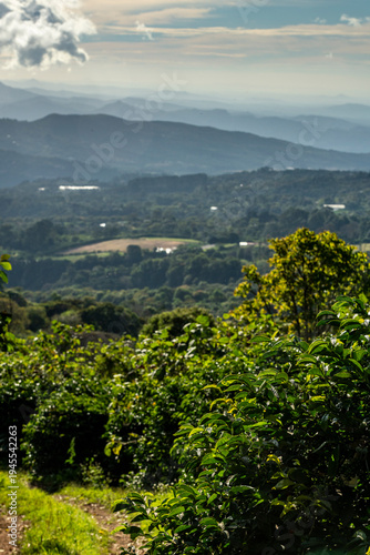 Lush green coffee plants thriving on a terraced farm overlooking the misty mountains and valleys of a tropical Central American landscape under a soft sky, Boquete, Panama - stock photo