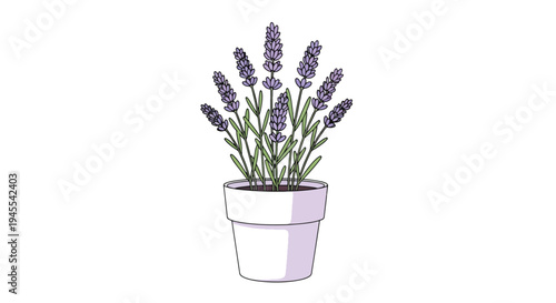 A potted lavender plant with purple flowers.