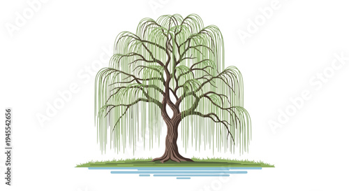 A weeping willow tree by a pond.