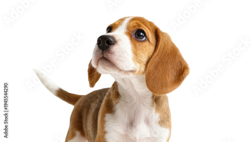 Isolated cute beagle puppy standing and looking up, sweet innocent young dog portrait