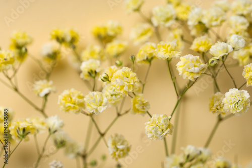 Beautiful yellow gypsophila...