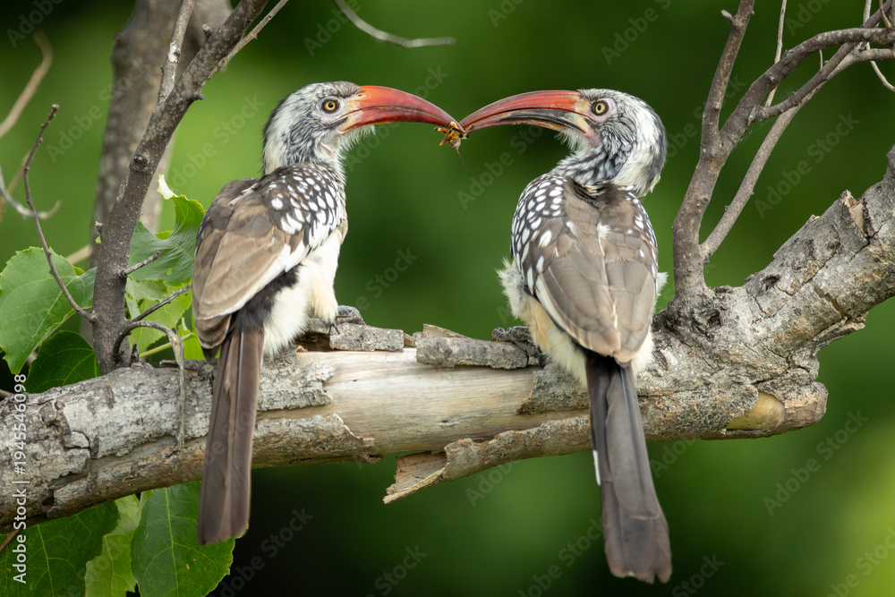 Obraz premium Two hornbills perch on a branch, feeding eachother in a natural forest setting.