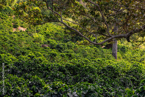 Coffee plants are thriving on a tropical hillside in Boquete, Panama, with a large tree providing shade to the dense, organic greenery under a clear sky - stock photo
