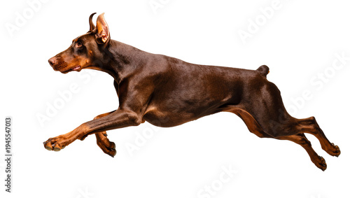 Fotografía Isolated Doberman Pinscher dog captured mid-air during energetic run, sleek and