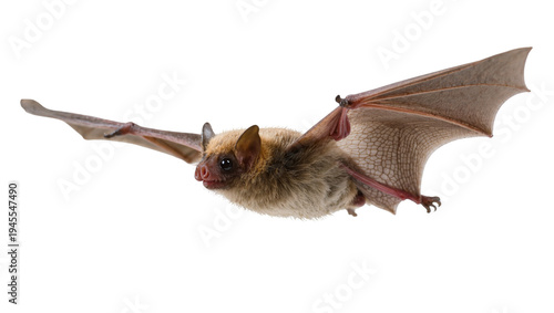 Quadro su tela Isolated small bat flying with outstretched wings, showing detailed fur and membrane structure