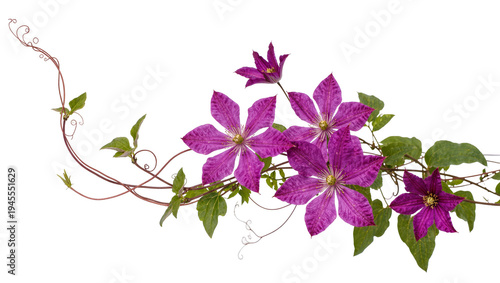 фотографія Isolated beautiful vibrant purple clematis flowers with green foliage and elegan