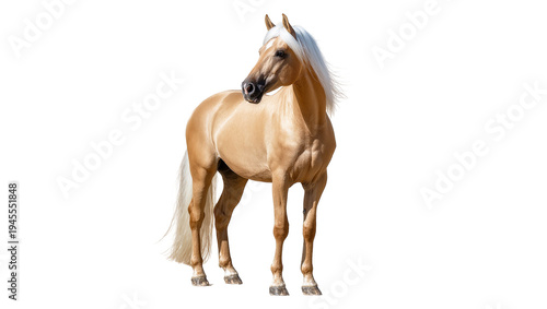 Фотография Isolated beautiful palomino horse with flowing white mane and tail standing grac