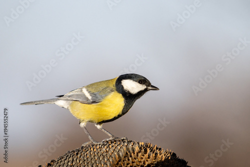 Sharp macro shot of a vibrant great tit bird feeding on a dried out sunflower in the garden
