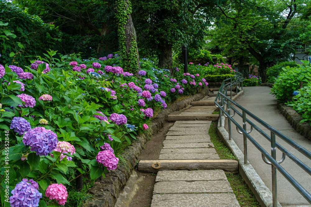 Obraz premium 東京都 文京区 白山神社の紫陽花が咲く参道