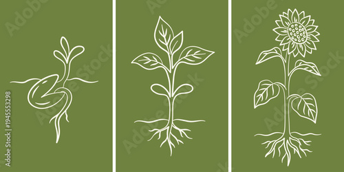 Sunflower growth stages cycle poster. From seed to bloom conception. Hand drawn sketch style vector illustration. Background for posters, wall art, flyer, banner, advertising
