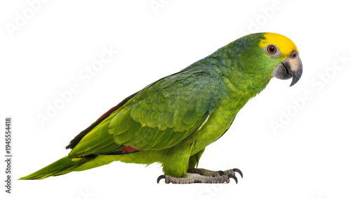 Quadro su tela Isolated yellow-crowned amazon parrot, a vibrant green tropical bird with a yell