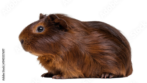 Schilderij op canvas Isolated adorable brown furry domestic pet guinea pig standing with curious expr