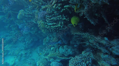 Diving into the serene waters, colorful coral reefs teem with life. Exotic fish swim among the corals, showcasing the beauty of marine biodiversity in this underwater ecosystem.