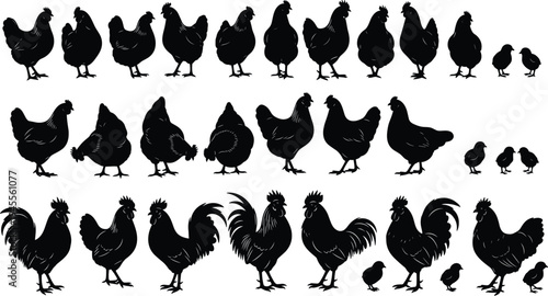 Chicken and rooster silhouettes collection with hens and chicks, farm poultry birds black vector illustration isolated on white