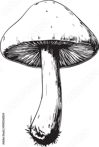   
Mushroom Illustration Vector – Black and White Botanical Silhouette with Detailed Cap, Gills, and Stem
