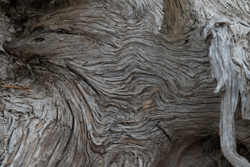 Photography Closeup of patterns in a decaying tree