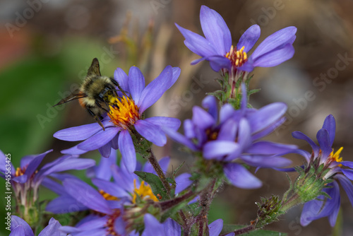 Western bumble bee pollinating an aster wildflower, Yellowstone National Park