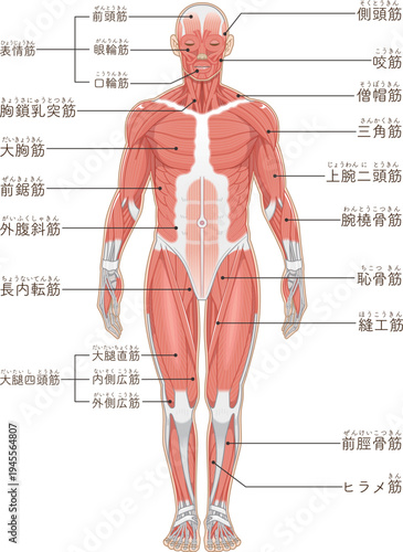 全身の筋肉 Full body muscles illustration