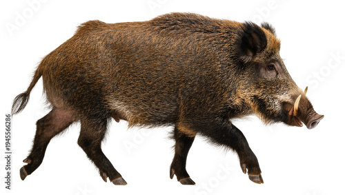 Isolated wild boar walking, side view of a large adult hog with tusks, bristly fur