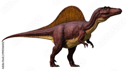 Photography Isolated powerful Spinosaurus dinosaur standing with its large dorsal sail, prehistoric predator