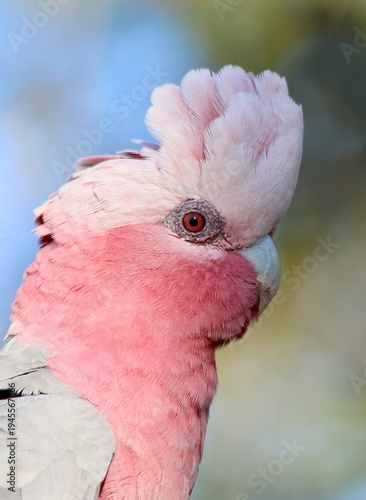 Galah