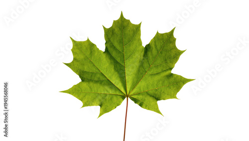 Isolated vibrant green maple leaf with detailed venation, fresh natural plant element