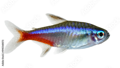 Fotografía Isolated vibrant tropical freshwater Neon Tetra fish, popular aquarium pet speci